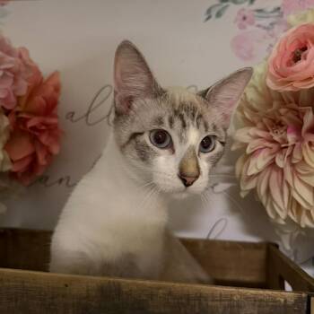 Domestic Short Hair Cats Available for Adoption - Abby | PetCurious