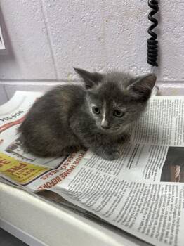 GULIANNA -  Domestic Short Hair Cat for Adoption in Jacksonville, Florida - GULIANNA | PetCurious