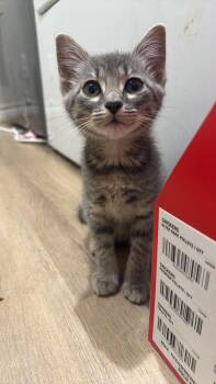 Gracie -  Domestic Medium Hair Cat for Adoption in Cleveland, Texas - Gracie | PetCurious