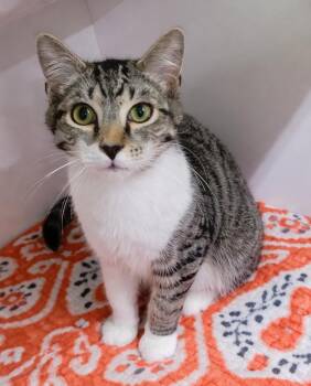Domestic Short Hair and Tabby Cats Available for Adoption - Kitten Shallot | PetCurious