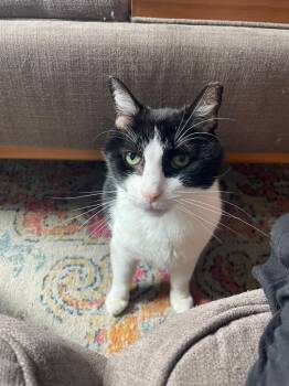 Texas Roadhouse aka Texie -  Domestic Medium Hair Cat for Adoption in Fort Belvoir, Virginia - Texas Roadhouse Aka Texie | PetCurious