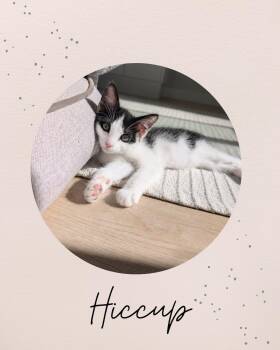HICCUP -  Domestic Short Hair Cat Available for Adoption in Coquitlam, British Columbia - HICCUP | PetCurious