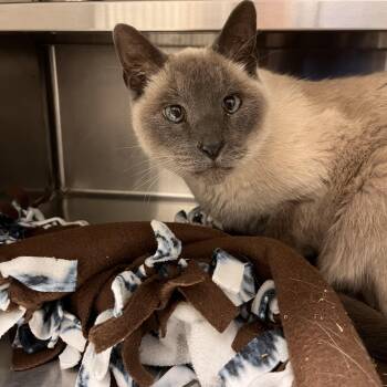 Rescue Siamese Cats for Adoption in Liberty, Missouri - Patton | PetCurious
