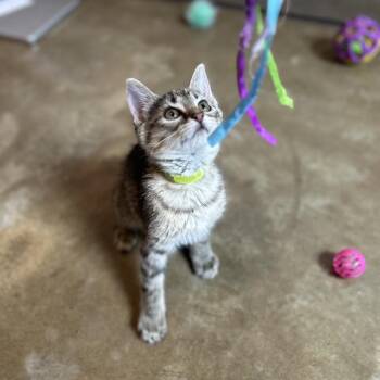 Sasha -  Domestic Short Hair Cat for Adoption in Green Bay, Wisconsin - Sasha | PetCurious