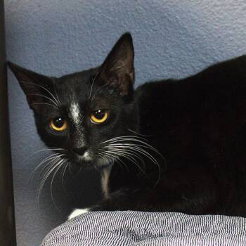 Domestic Short Hair Cats Available for Adoption - Sir Pounce | PetCurious