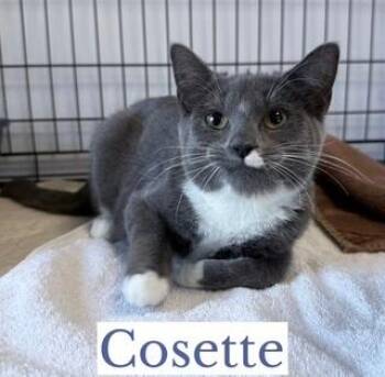 Domestic Short Hair Cats Available for Adoption - Cosette | PetCurious