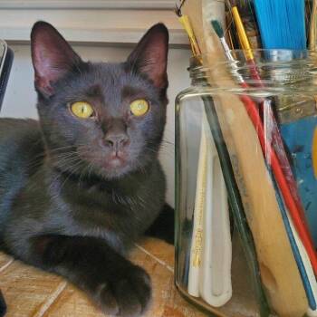 Rescue Domestic Short Hair Cats for Adoption in Lemont, Illinois - Baby Panther | PetCurious