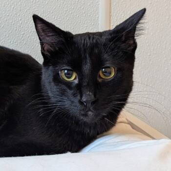 Domestic Short Hair Cats Available for Adoption - Chip | PetCurious