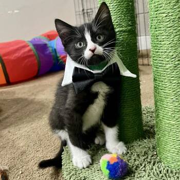 Felix Argo -  Domestic Medium Hair Cat for Adoption in Eagle Mountain, Utah - Felix Argo | PetCurious