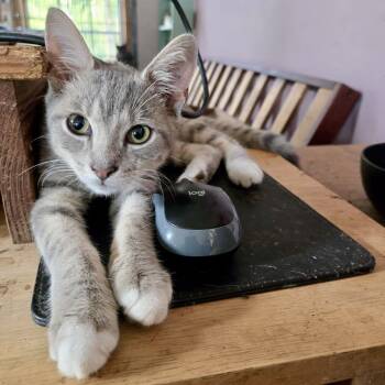 Rescue Tabby and Domestic Short Hair Cats for Adoption in Knoxville, Tennessee - Chigger | PetCurious