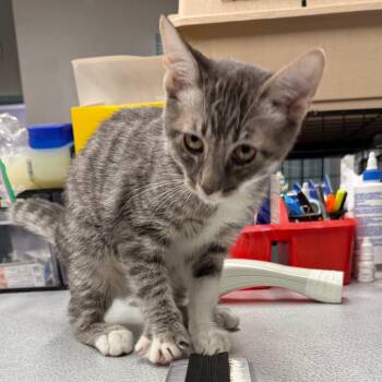 Jack -  Domestic Short Hair Cat for Adoption in Spokane, Washington - Jack | PetCurious