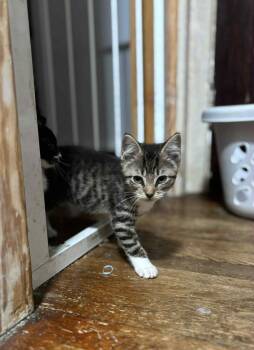 Rescue Domestic Short Hair Cats for Adoption in Binghamton, New York - Cookie | PetCurious