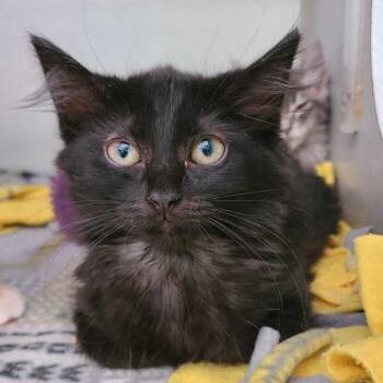 Sabrina -  Domestic Medium Hair Cat for Adoption in Davenport, Iowa - Sabrina | PetCurious