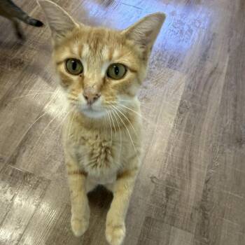 Sunny -  Domestic Short Hair Cat for Adoption in Alma, Michigan - Sunny | PetCurious