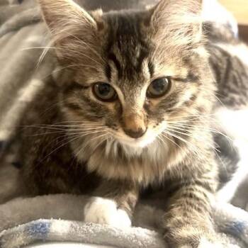 Raven -  Domestic Medium Hair Cat for Adoption in Springfield, Oregon - Raven | PetCurious
