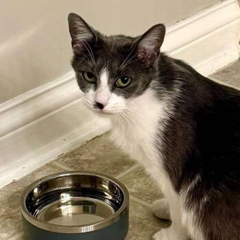 Domestic Short Hair Cats Available for Adoption in Louisville, Kentucky - Lemonade | PetCurious