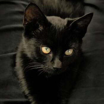 Rescue Domestic Short Hair Cats for Adoption in Cumming, Georgia - Petal | PetCurious