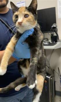 CRYPTID -  Domestic Short Hair Cat for Adoption in Visalia, California - CRYPTID | PetCurious