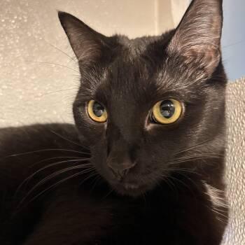 Cricket -  Domestic Short Hair and Bombay Cat for Adoption in The Colony, Texas - Cricket | PetCurious