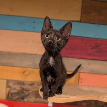 Tuchis -  Domestic Short Hair Cat for Adoption in Cape Girardeau, Missouri - Tuchis | PetCurious