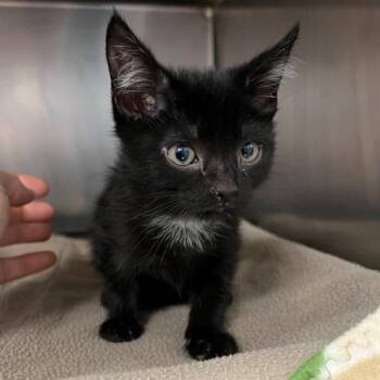 Domestic Short Hair Cats Available for Adoption in Owosso, Michigan - Thin Mint | PetCurious