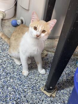 Leo -  Domestic Medium Hair Cat for Adoption in Mishawaka, Indiana - Leo | PetCurious