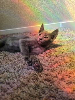 Peter -  Domestic Short Hair Cat for Adoption in Penryn, California - Peter | PetCurious