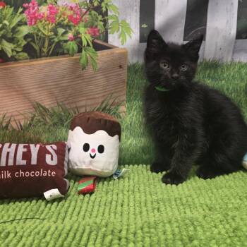 Fudge -  Domestic Short Hair Cat for Adoption in Fort Wayne, Indiana - Fudge | PetCurious
