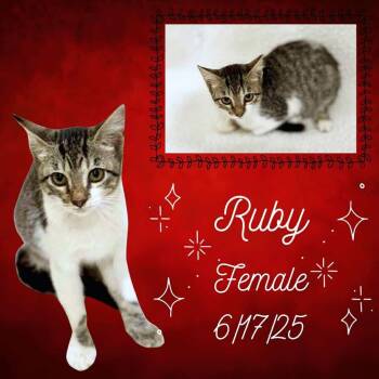 Rescue Domestic Short Hair Cats for Adoption in Caldwell, Texas - Ruby | PetCurious