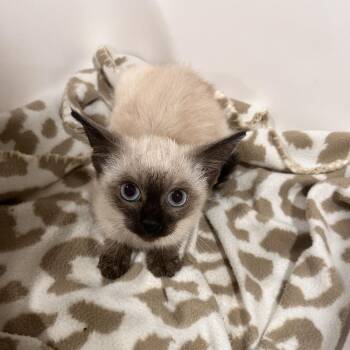 Kiara -  Domestic Short Hair Cat for Adoption in Washburn, Missouri - Kiara | PetCurious