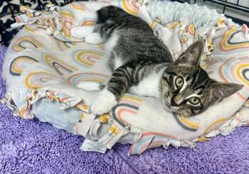 Rescue Domestic Short Hair Cats for Adoption in Gilroy, California - Jack | PetCurious