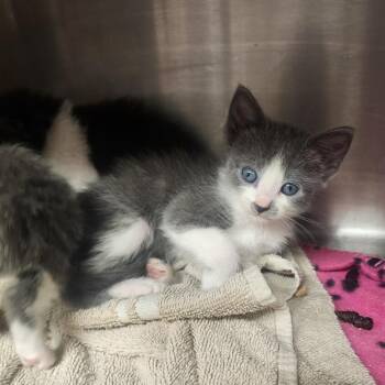Domestic Medium Hair Cats Available for Adoption in Evensville, Tennessee - Lizzie | PetCurious
