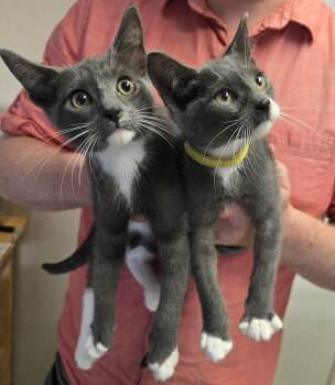 Roobios & Chamomile -  Domestic Short Hair Cat for Adoption in Mansfield, Connecticut - Roobios & Chamomile | PetCurious