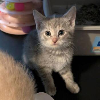 American Shorthair Cats Available for Adoption in Pikesville, Maryland - Ella Mae | PetCurious