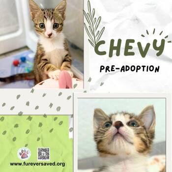 Chevy - Pre-Adoption profile -  Domestic Short Hair Cat for Adoption in Miami, Florida - Chevy - Pre-Adoption Profile | PetCurious