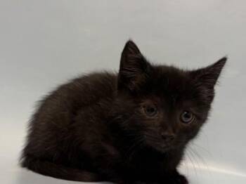 Cinderella -  Domestic Short Hair Cat for Adoption in Woodbury, Minnesota - Cinderella | PetCurious