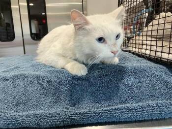PEARL -  Domestic Long Hair Cat Available for Adoption in Long Beach, California - PEARL | PetCurious