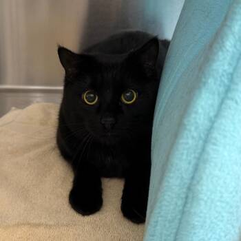 Jupiter -  Domestic Short Hair Cat for Adoption in Scituate, Massachusetts - Jupiter | PetCurious