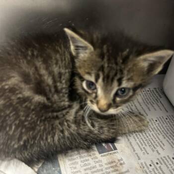 Domestic Short Hair Cats Available for Adoption in Lufkin, Texas - Brave | PetCurious
