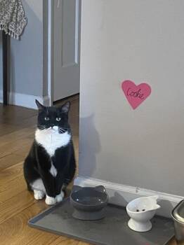 Serge -  Domestic Short Hair Cat for Adoption in New York, New York - Serge | PetCurious