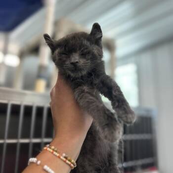 Wilder -  Domestic Short Hair Cat for Adoption in Spanish Fork, Utah - Wilder | PetCurious