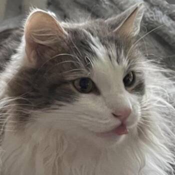 Gus Gus -  Domestic Long Hair Cat for Adoption in Medina, Ohio - Gus Gus | PetCurious