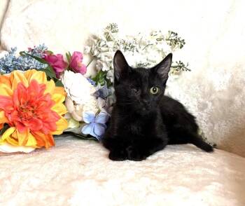 Pearl Zeze -  Domestic Short Hair Cat for Adoption in Chandler, Arizona - Pearl Zeze | PetCurious