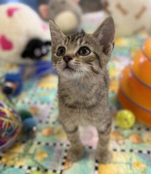Purina -  Domestic Short Hair Cat for Adoption in Midland, Virginia - Purina | PetCurious