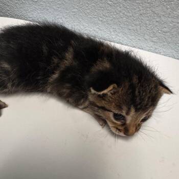 Bailey -  Domestic Short Hair Cat for Adoption in Riverside, California - Bailey | PetCurious