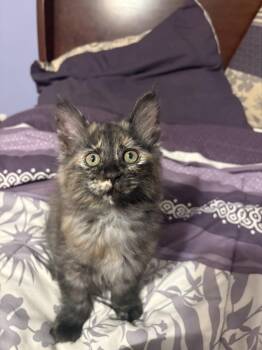 Domestic Medium Hair Cats Available for Adoption in Manhattan, Kansas - Jade | PetCurious