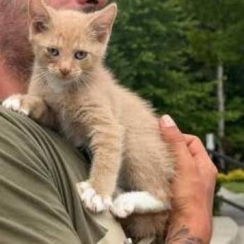 Marmalade -  Domestic Short Hair Cat Available for Adoption in Madison, Wisconsin - Marmalade | PetCurious