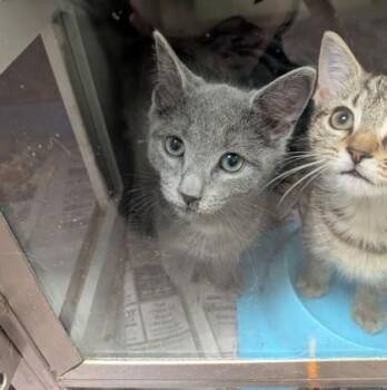 Thelma -  Domestic Short Hair Cat for Adoption in Louisburg, North Carolina - Thelma | PetCurious