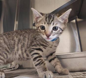 A273054 -  Domestic Short Hair Cat for Adoption in Chula Vista, California - A273054 | PetCurious