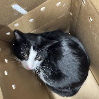 Squeek -  Domestic Short Hair Cat for Adoption in Newark, New Jersey - Squeek | PetCurious